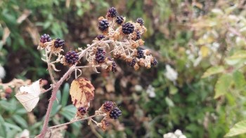 A branch with dried blackberries and brown leaves against a blurred green background.