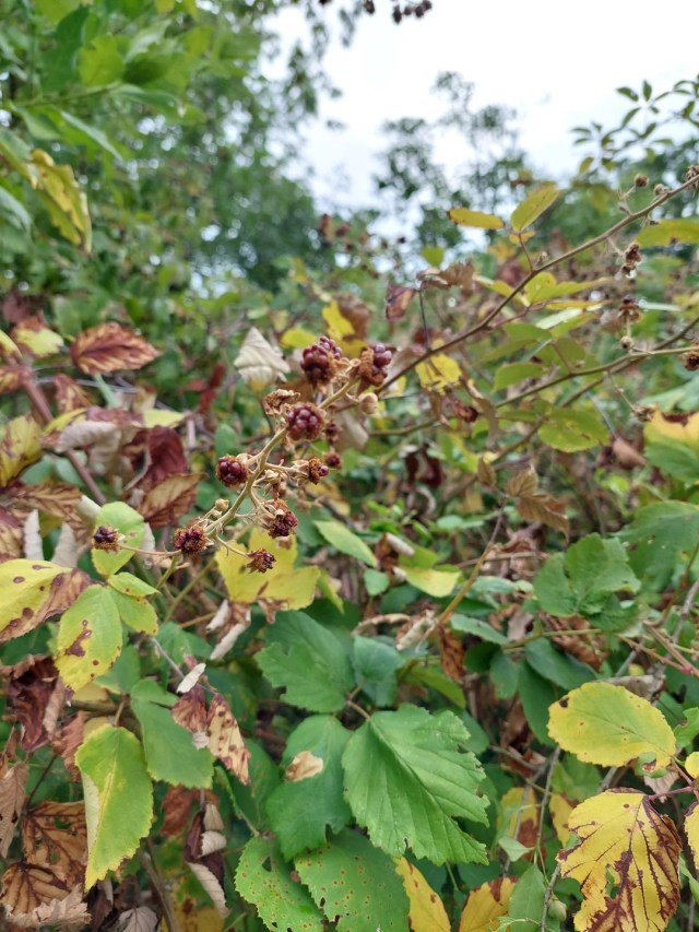 A dried-up blackberry plant.