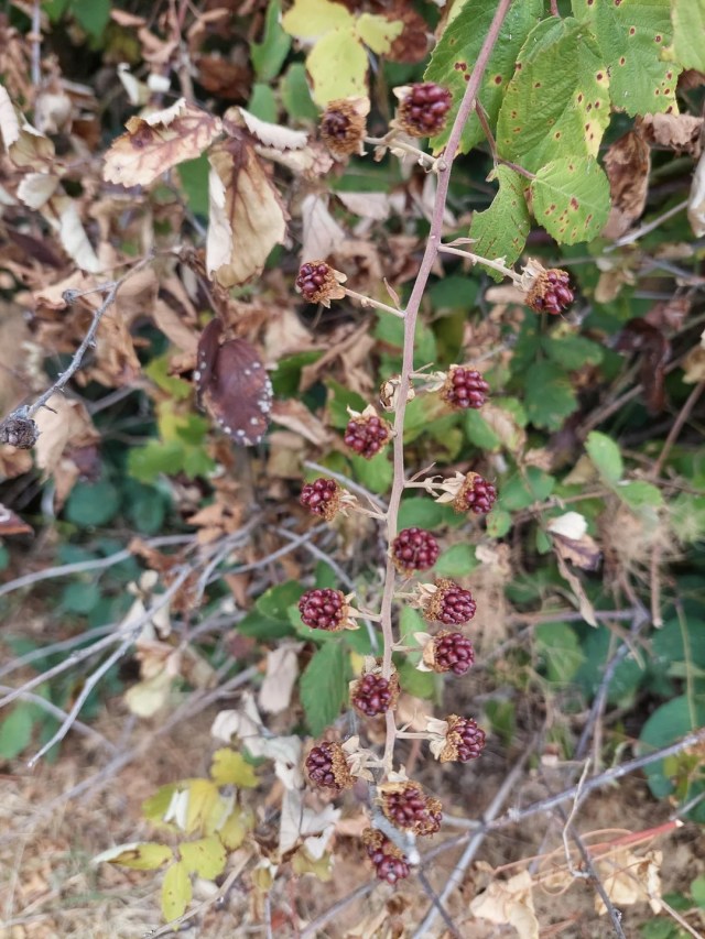 Dried-up blackberries on a branch.