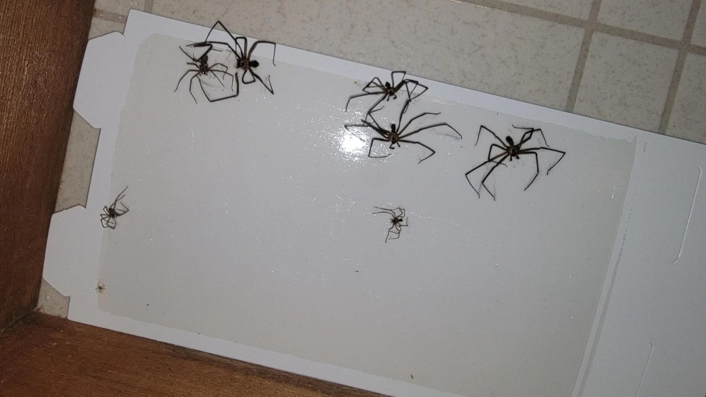 Brown recluse spiders caught in a trap.