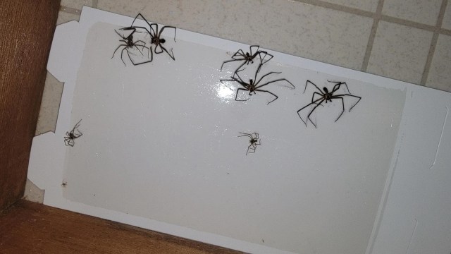 Brown recluse spiders caught in a trap.