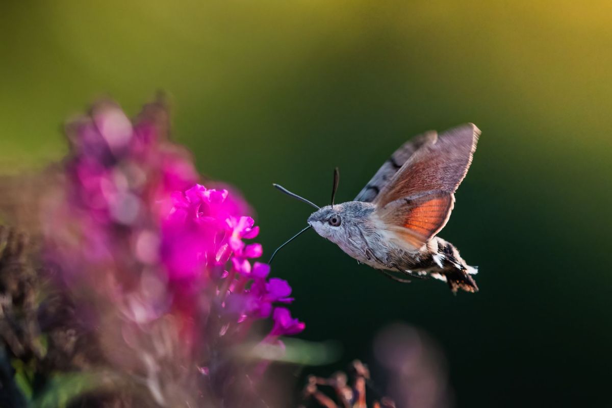A hummingbird hawk-moth.