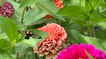 A hummingbird moth near flowers.