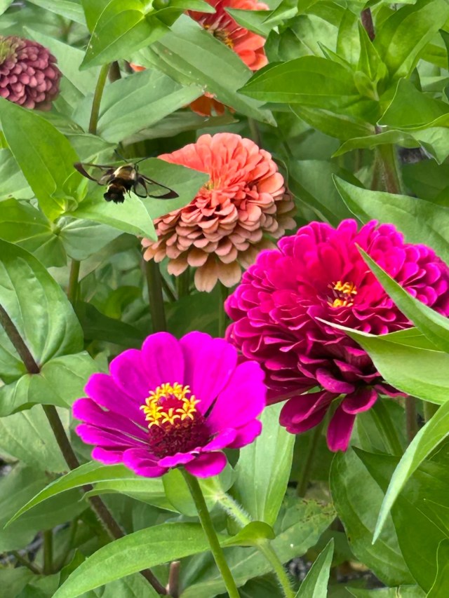A hummingbird moth near flowers.