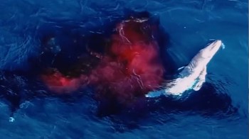 A whale swims near a dark spot in the blue ocean water, surrounded by red hues.