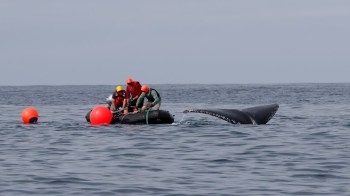 A rescue team near a whale.