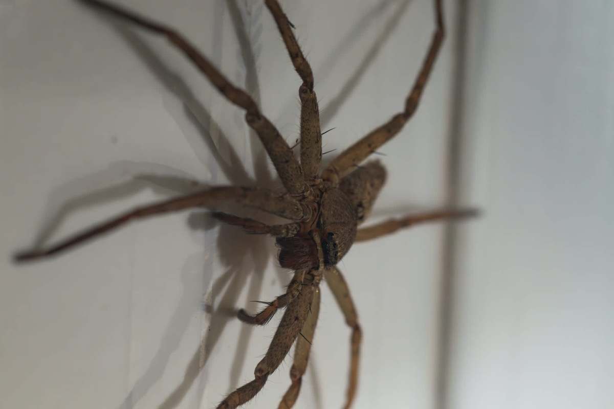 A huntsman spider with long legs positioned on a white surface.