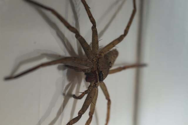 A huntsman spider.