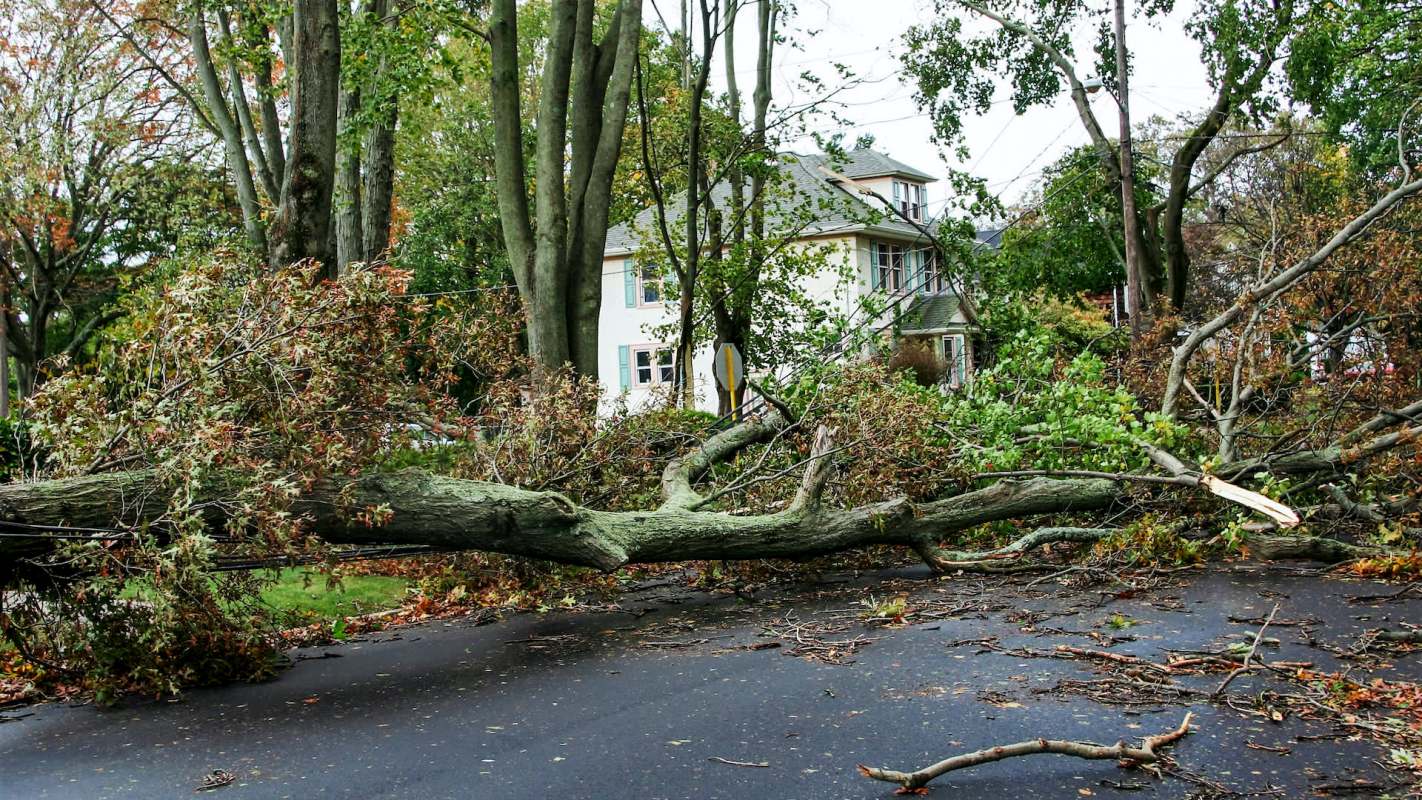 A fallen tree blocking a residential street.
