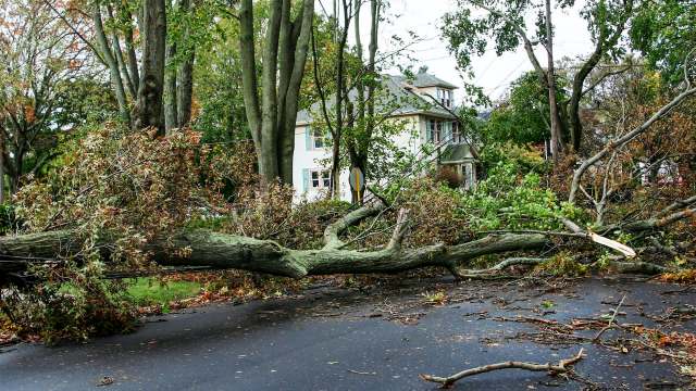 A fallen tree blocking a residential street.