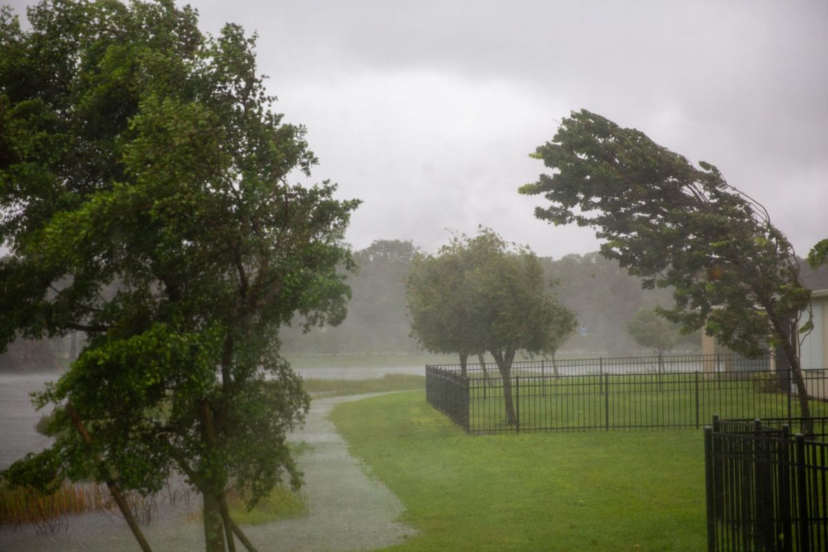 Trees blowing in hurricane-force winds.