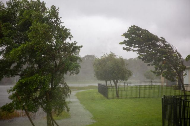 Trees blowing in hurricane-force winds.