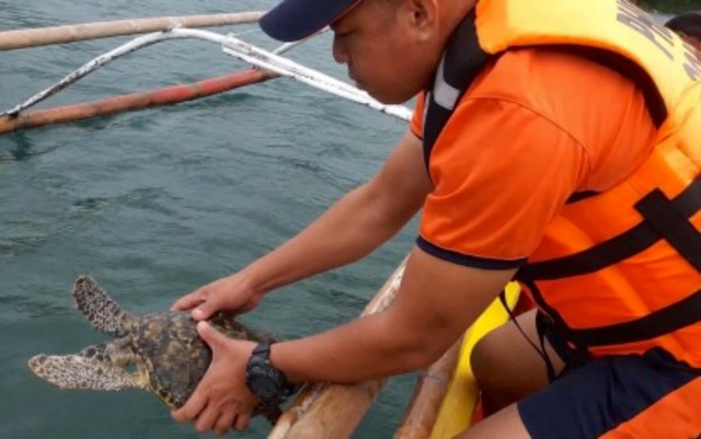 A person in a life jacket holds a hawksbill sea turtle over the water from a boat.