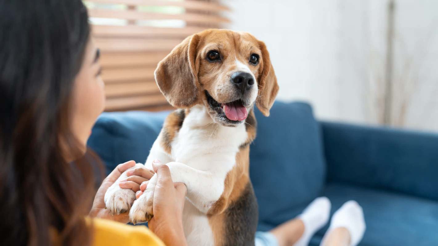 A dog sits on a person's lap while being gently held in a living room.