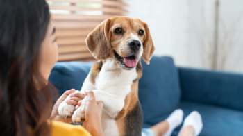 A dog sits on a person's lap while being gently held in a living room.