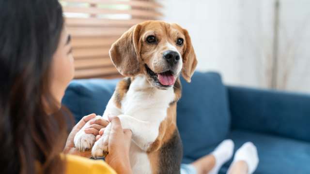 A dog sits on a person's lap while being gently held in a living room.