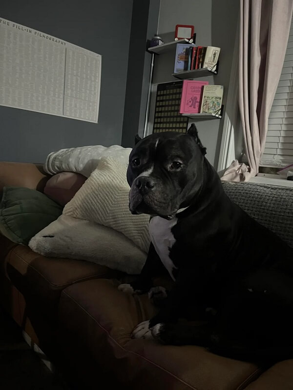Adopted dog Chopo on a couch.