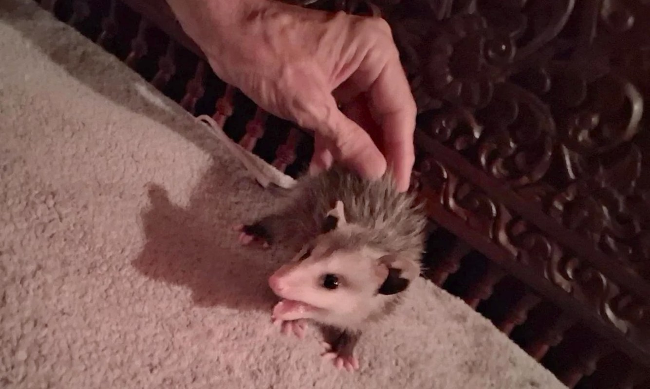 A hand reaches toward a baby opossum on a light carpet near a wooden decorative surface.