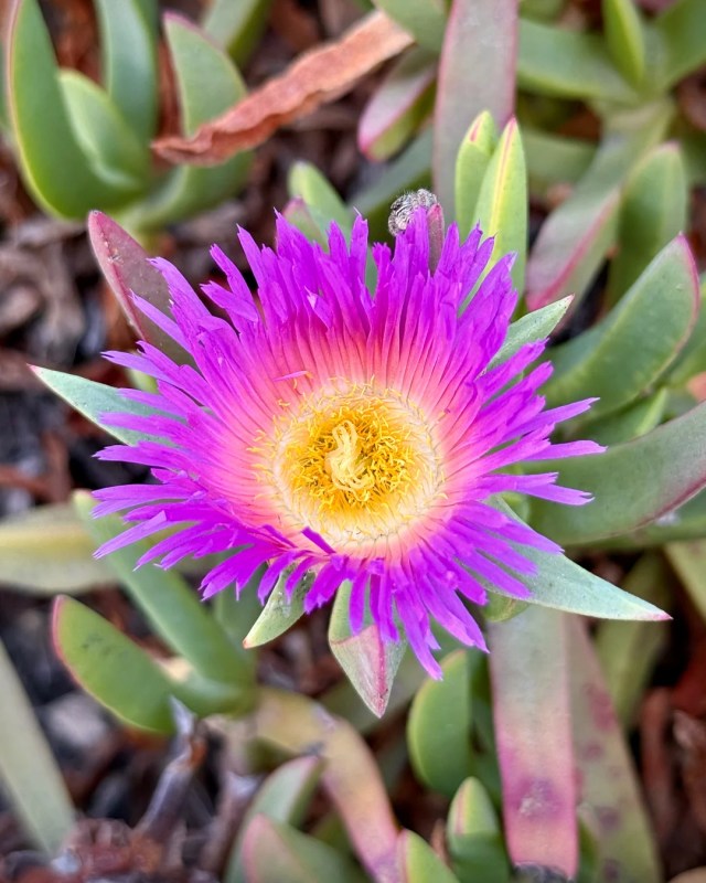 A purple flower.