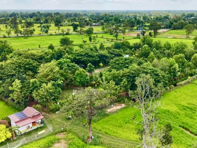 A section of the rice fields replaced by woodland.