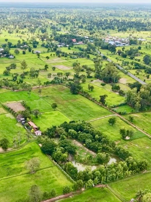 Rice fields.