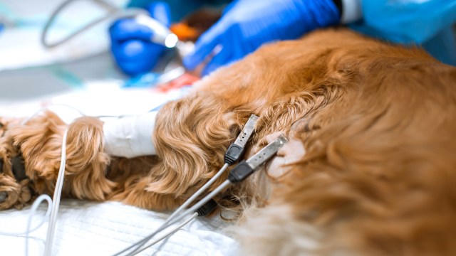 A dog receiving medical attention with monitoring equipment attached to its body.