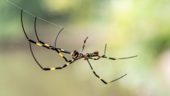 A Joro spider with black and yellow stripes on a web.