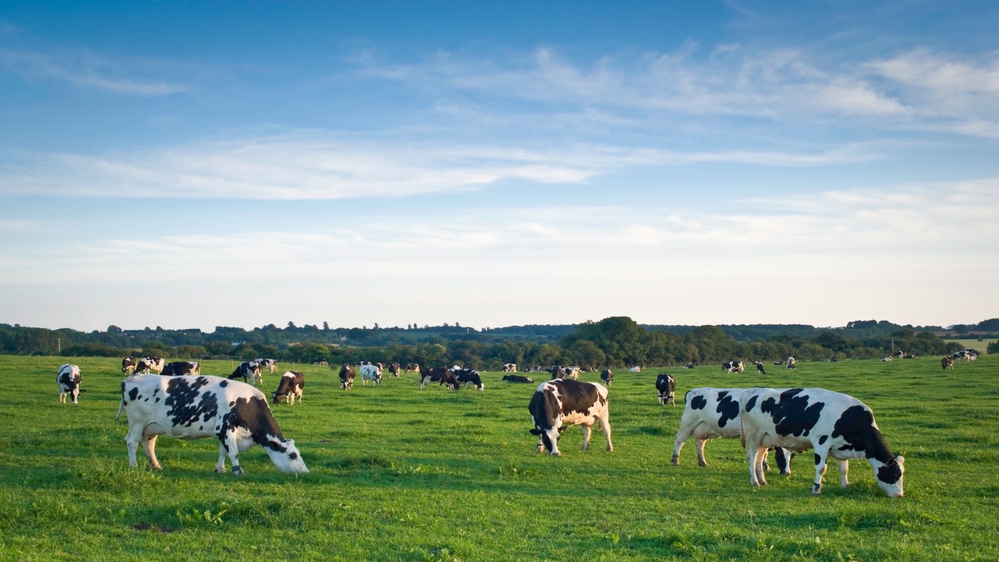 Many cows grazing in a green field under a blue sky.