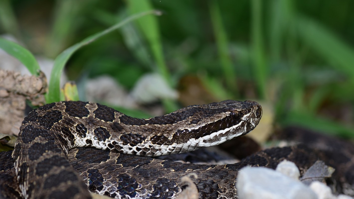 A black-and-silver snake resting on the ground among grass and small stones.