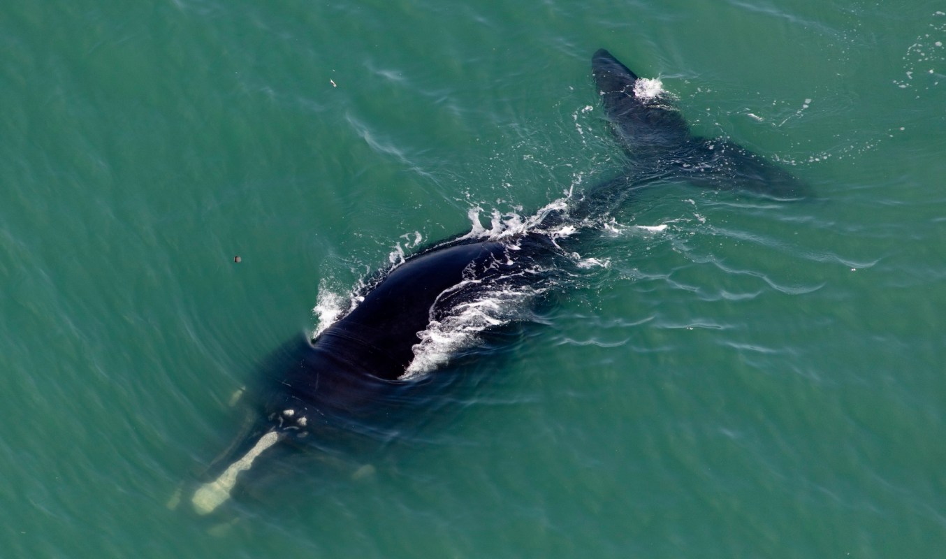A North Atlantic right whale.