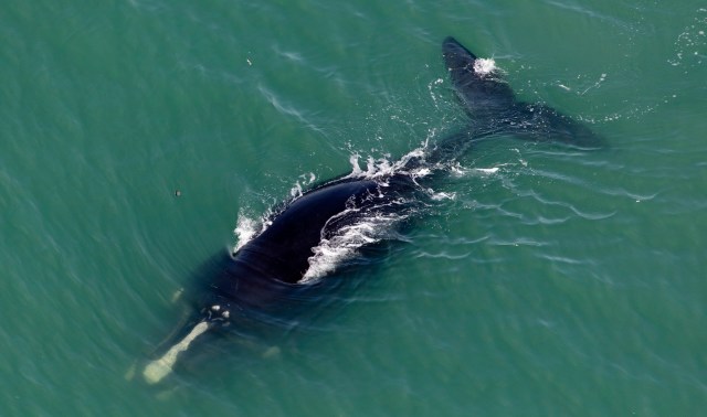 A North Atlantic right whale.