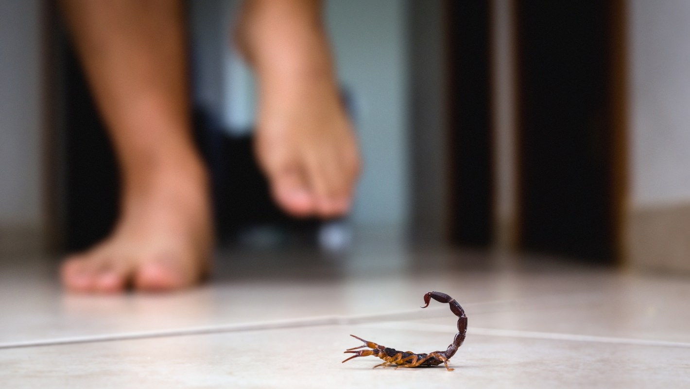 A scorpion on the floor near a foot.