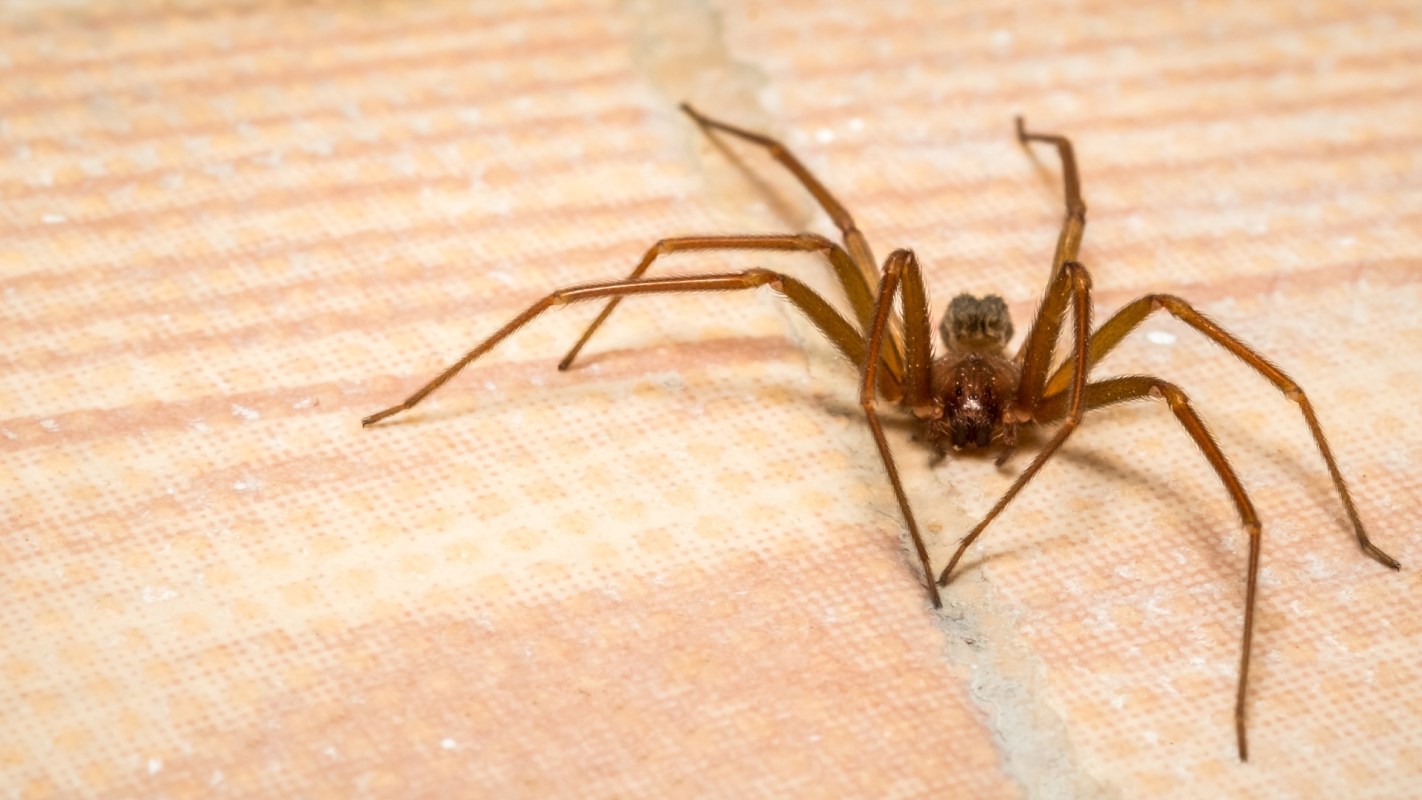 A brown recluse spider on a textured surface.