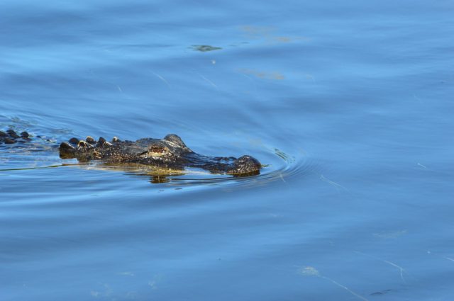 An alligator swims along the surface of water.