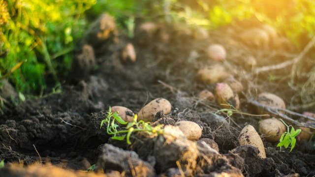 Potatoes are visible in soil among green plants and sunlight in the upper right corner.