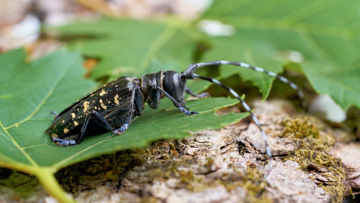 A black and gold Asian longhorned beetle on green leaves, with long antennae and distinct markings.