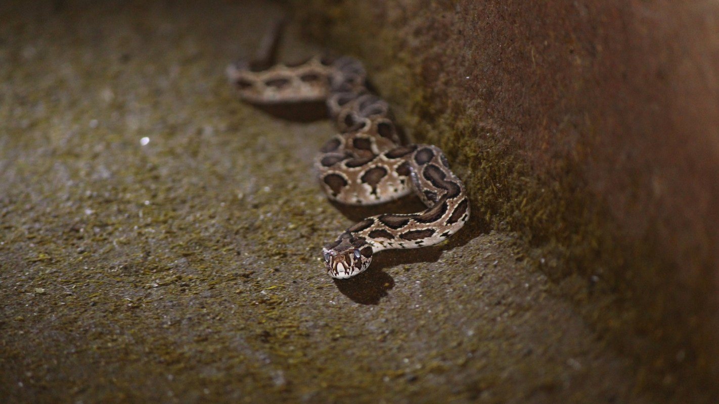 A snake rests on a textured surface.
