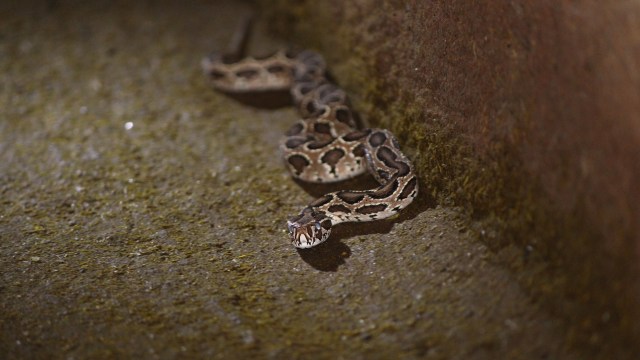 A snake rests on a textured surface.