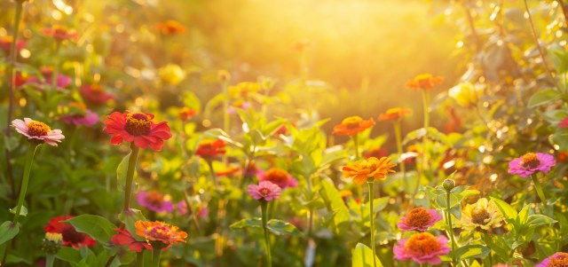 Summer flowers. Colorful zinnia flowers in a garden. Sunset or sunrise time
