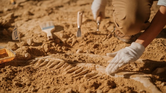A person gently uncovers a fossil in sandy soil, surrounded by excavation tools and markers.