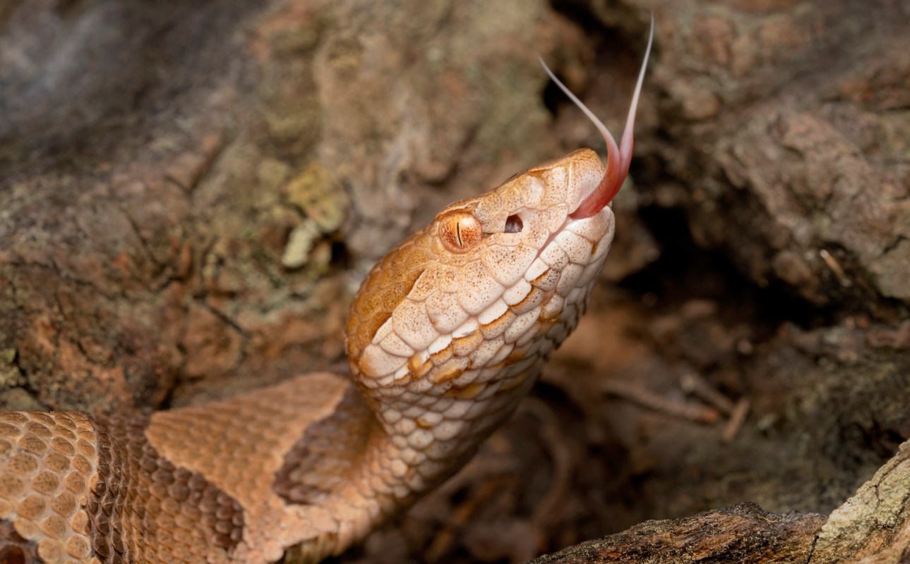 A copperhead snake with a patterned body extends its tongue.