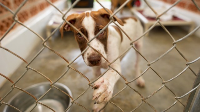 A dog reaches through a chain-link fence in a kennel setting.