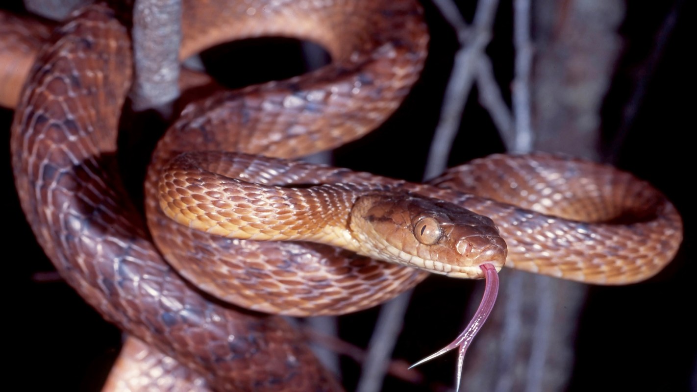 A brown snake with a forked tongue is coiled around a branch.