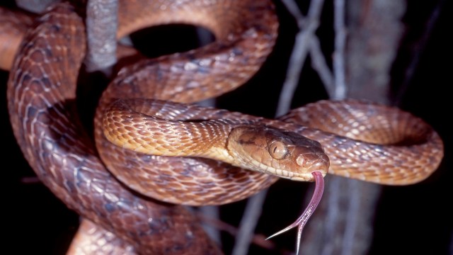 A brown snake with a forked tongue is coiled around a branch.