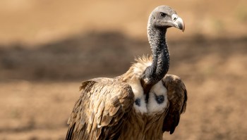 A Indian vulture stands on the ground with a blurred background.