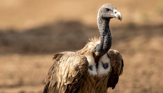 A Indian vulture stands on the ground with a blurred background.