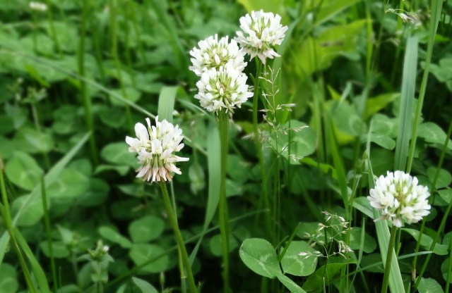 White clover flowers grow among green foliage and grasses.