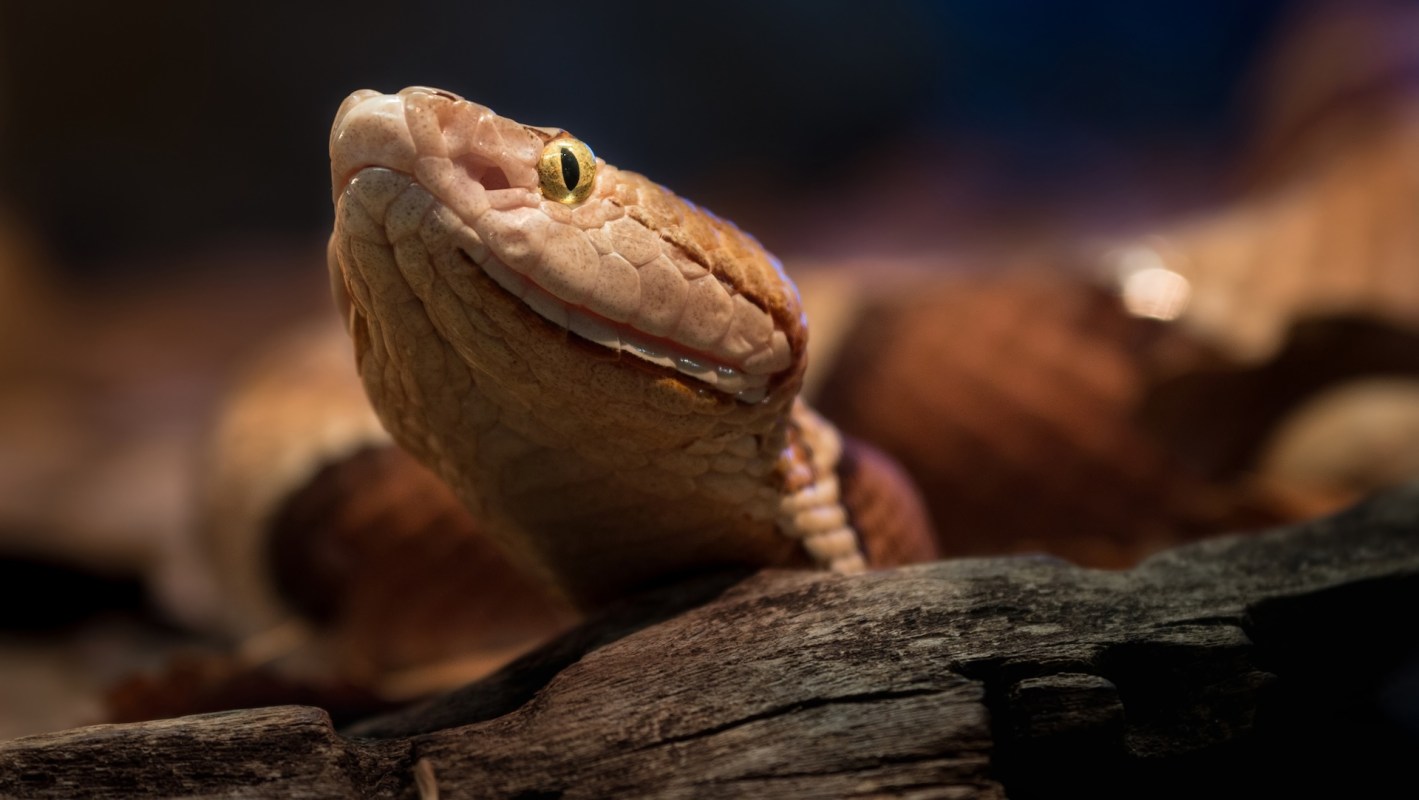 A snake resting on a piece of wood with a blurred background.
