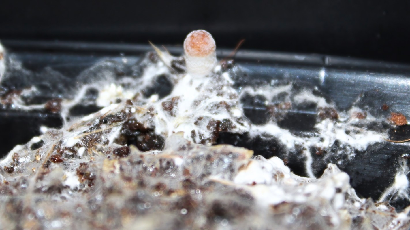 Fungal mycelium and a developing fruiting body within a dark, textured substrate.