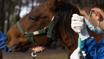 A veterinarian prepares a syringe while administering treatment to a horse.